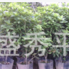 供應四季桂花杯苗 高度60 冠幅30左右的四季桂花營養杯苗綠化苗木