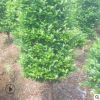 露地造型茶梅樹風(fēng)景行道樹庭蔭樹防護(hù)樹 常綠灌木工程綠化樹木