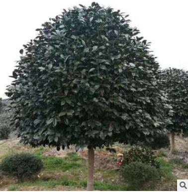 基地直銷桂花樹苗花卉客廳陽臺(tái)觀花植物室內(nèi)綠植苗木盆栽