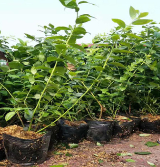 藍莓苗的種植方法PH值的范圍 裕農(nóng)20年專業(yè)培育適應(yīng)南北方藍莓苗