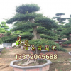 苗圃直銷：榆樹造型 油松 黑松 小葉女貞 羅漢松 雪松歡迎選購