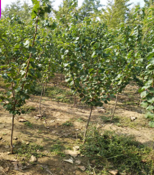 基地批發(fā)嫁接杏樹苗 免費提供技術(shù) 量大優(yōu)惠 泰安杏樹苗價格