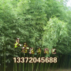 批發(fā)工程綠化專用苗木 淡竹 庭院綠籬美化用竹量大從優(yōu)