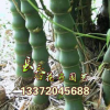 供應(yīng)綠化苗木羅漢竹竹子苗庭院綠化觀賞 別墅專用園林工程量大從