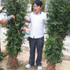 花椒苗基地大量供應 冬季如何購買花椒苗 大紅袍花椒苗成活高