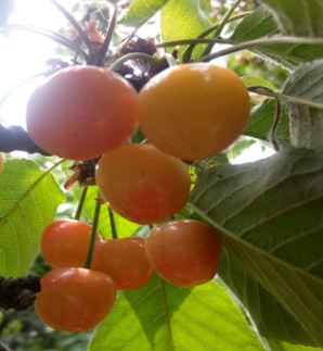 授粉櫻桃苗價(jià)格 低價(jià)銷售黃蜜櫻桃樹苗 易成活櫻桃樹苗