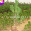 大量批發優質綠化樹苗 黑松小苗 黑松樹苗 黑松苗 四季常青植物