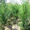 批發 南方紅豆杉曼尼亞紅豆杉苗5-150CM 庭院觀賞綠化 凈化空氣