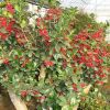 【大福源園林】供應各種苗木 種苗 基地直銷 優質 紅果冬青樹苗
