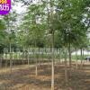 供應各種工程苗木椿樹 花卉 基地直銷 優質 臭椿規格齊全