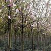 供應各種工程綠化 大量批發 優質西府海棠4年苗