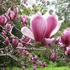 【大福源園林】供應各種工程苗木 花卉 基地直銷 優質 紫玉蘭
