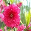 供應(yīng)苗木 大量現(xiàn)貨 優(yōu)質(zhì) 碧桃 紫葉碧桃 紅色碧桃