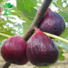 批發無花果樹苗 無花果苗 金傲芬無花果小苗 優質果樹苗量大優惠