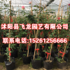 藤本月季 爬藤月季 爬藤植物庭院陽臺盆栽玫瑰歐月爬墻攀援花卉