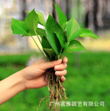 基地直銷茗雅水培綠蘿包郵綠蘿苗批發(fā)基地直供植物花卉盆栽