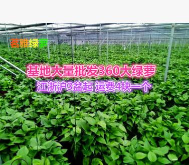 360#大綠蘿批發(fā)長藤茗雅儲水綠蘿花卉盆栽大量批發(fā)吸甲醛基地直銷