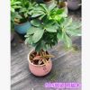 批發(fā)鴨腳木90#鵝掌柴工程綠化植物盆栽苗木