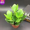 簽名樹綠植花卉盆栽簽名樹搖錢樹翡翠室內辦公室植物凈化空氣