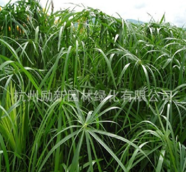 供應(yīng)水生植物旱傘草水竹 風(fēng)車草實心竹、木竹、黎子竹黃菖蒲批發(fā)