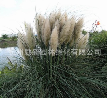 大量批發(fā)水生植物 蒲葦 水體綠化 黃菖蒲 基地直銷 水生花卉