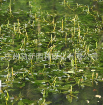 水生植物基地直銷 眼子菜狐尾藻水禾 品種齊全量大從優(yōu)水體綠化
