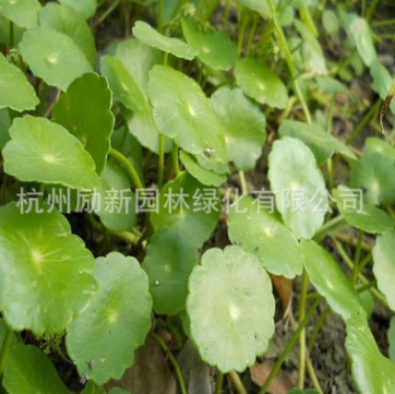 香菇草 ，銅錢草 大量批發防輻射 水生植物批發 基地直銷
