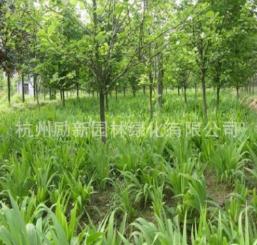 鳶尾 、細(xì)徑針茅、 黃花 紅花 水生植物基地直銷批發(fā)