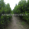 批發(fā)法國冬青 青珊瑚 規(guī)格齊全 基地直發(fā) 量大從優(yōu)