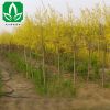 供應綠化苗木 金葉榆 金葉榆樹苗 高嫁接 矮嫁接量大優(yōu)惠 工程苗