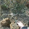 大量批發出售獨桿黃楊 小葉黃楊苗 瓜子黃楊，高桿黃楊樹成活率
