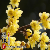 供應(yīng)優(yōu)質(zhì)精品嫁接臘梅花苗 臘梅樹苗 基地種植 質(zhì)量?jī)?yōu)良