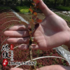 基地直銷紅葉小檗球 紅葉小檗球樹苗 工程綠化苗木 規(guī)格齊全