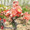 低價(jià)批發(fā)日本海棠花苗 垂絲盆栽造型盆景樹樁 規(guī)格齊全