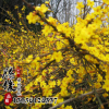 批發迎春苗工程綠化苗木 迎春花小苗 迎春花盆景 規格齊全量大從