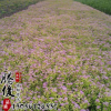 基地直銷繡線菊花苗 市政園林植物 綠化苗木 量大從優