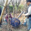 批發紅葉李 紫葉李 紫夜碧桃 基地直銷 當年結果 工程用苗
