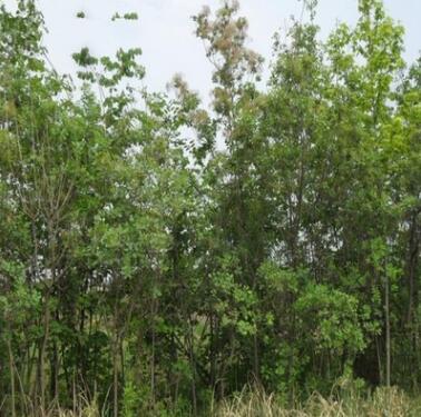 美國紅櫨 美國黃櫨基地批發(fā) 各種規(guī)格綠化工程彩葉樹