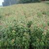 青楓 青楓小苗 基地批發各種規格綠化植物 規格齊全