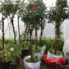 樹狀月季花苗月季花苗多種花色樹樁大花品種樹狀月季花樹苗