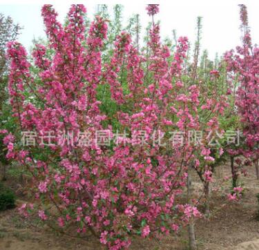 基地批發(fā)精品海棠樹(shù)苗 觀賞植物 貼梗海棠苗 庭院綠化規(guī)格齊全