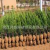 工程綠化苗直銷 龍柏樹苗 四季常青龍柏球 規(guī)格全 園林道路綠化