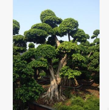 三君子花木直供榕樹(shù)盆景 價(jià)美物廉歡迎咨詢訂購(gòu)