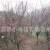 紅梅 花梅 綠化工程苗木 年宵花卉低價(jià)處理 8公分精品苗