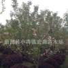 批發(fā)浙江櫻花苗木 日本晚櫻 綠化工程苗木 7cm樹苗低價(jià)處理