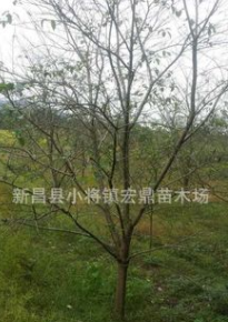 供應日本早櫻，精品早櫻綠化工程苗，8cm早櫻低價處理