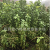供應(yīng)櫻桃苗 黑珍珠小苗 建果園用苗