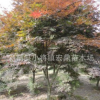 中國紅楓 紅楓樹苗 園林綠化苗木 底價(jià)出售直銷批發(fā)