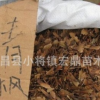新采青楓種子 顆粒飽滿基地直銷 青楓子大量供應