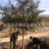 批發(fā)南方紅豆杉直徑10公分大樹苗 園林綠化工程苗木批發(fā) 低價處理